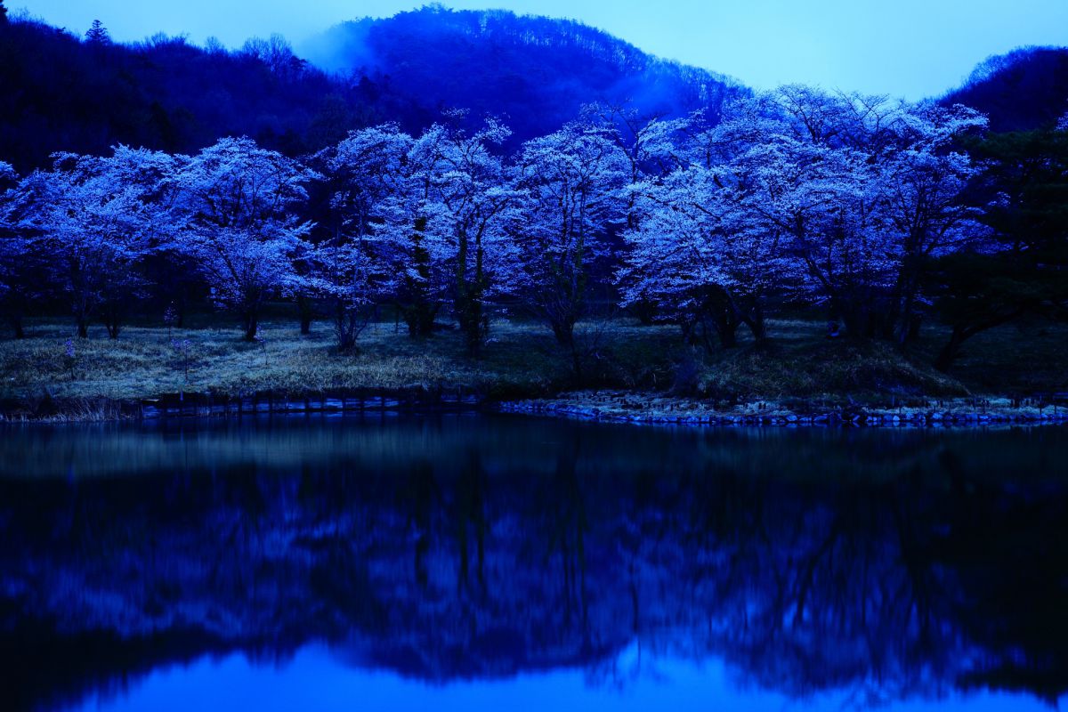 蒼桜 | GANREF