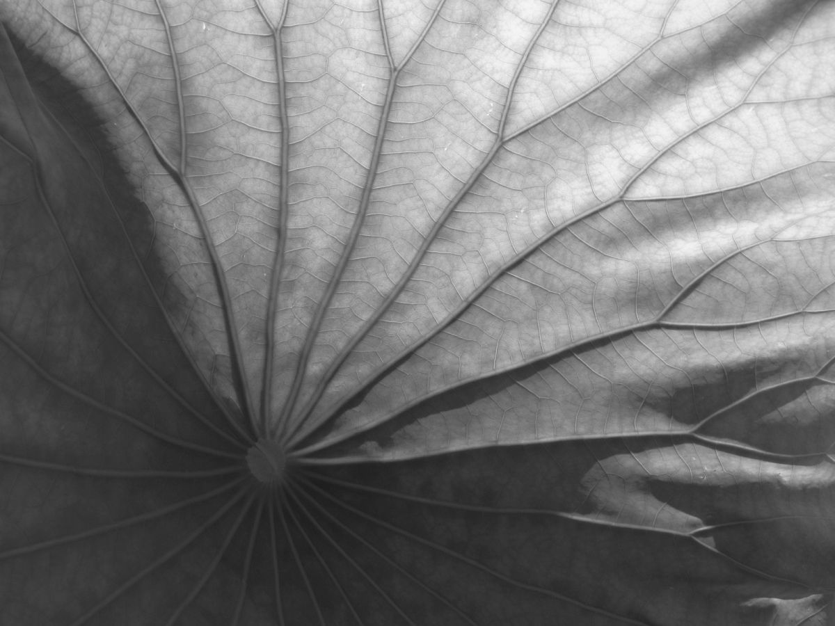 Big Leaf | GANREF