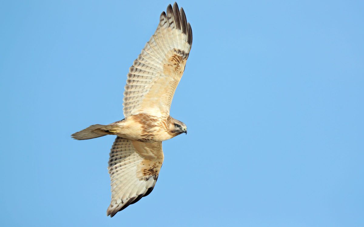 秋の渡り終盤に飛ぶ姿・ノスリ | GANREF