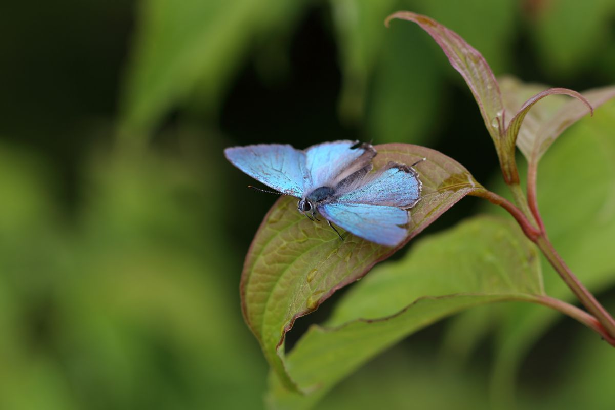 蝶の標本 ミドリシジミ ファボニウス オオミドリシジミ属 ジョウサン