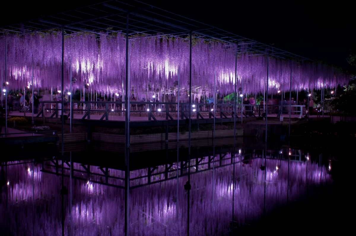 Purple shower | GANREF