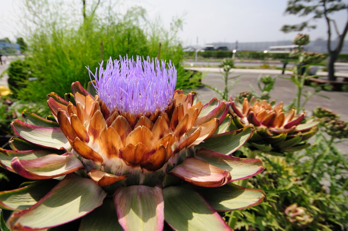 アーティチョーク ビオナタス リーフレット