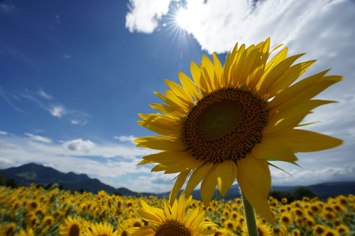 The summer | GANREF