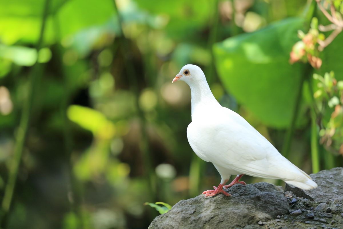 幸せを呼ぶ白い鳩(大) 幸せを呼ぶ白い鳩(大)