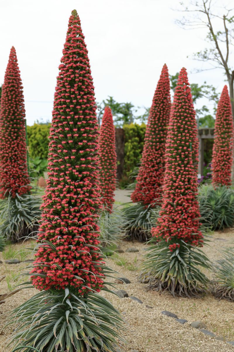 宝石の塔 | GANREF