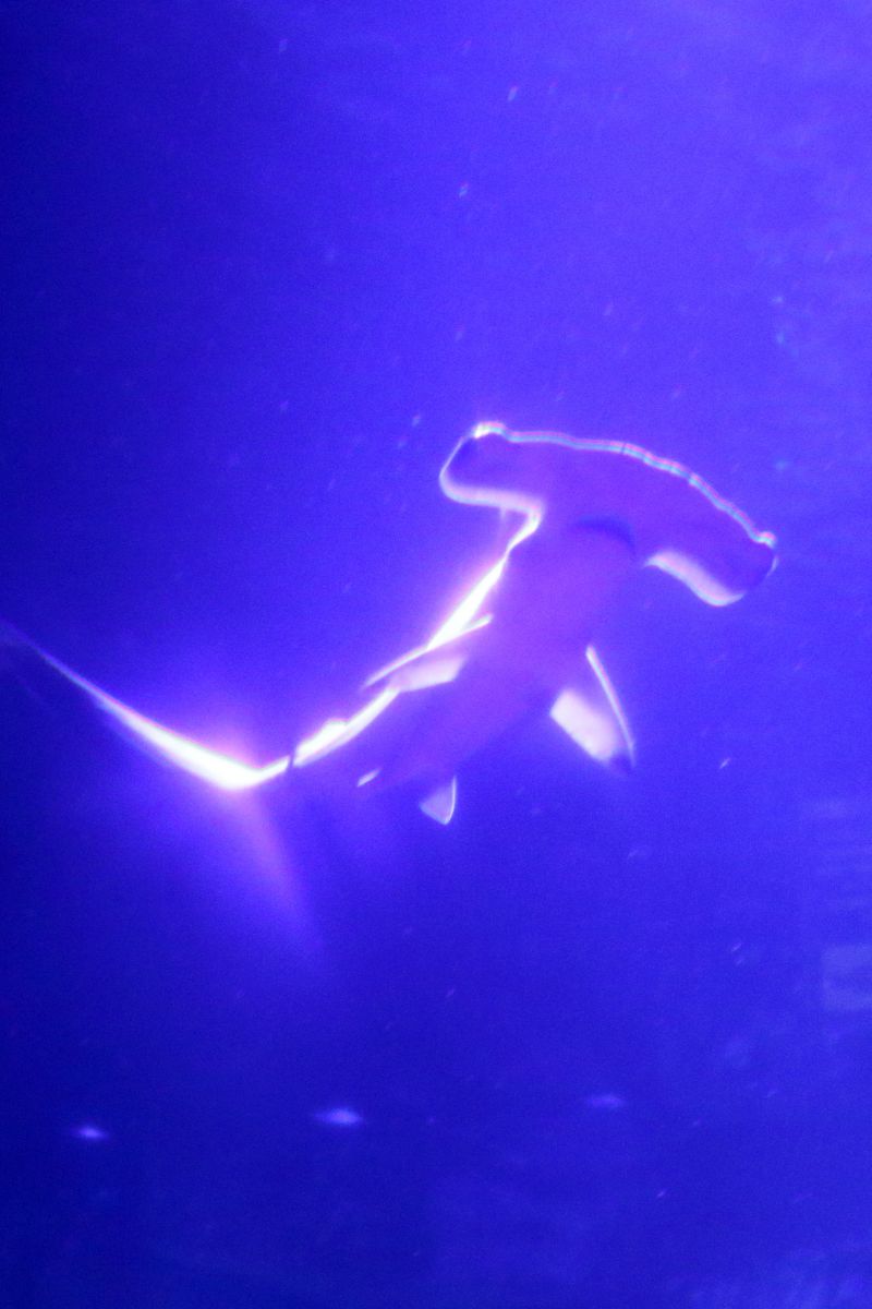 ハンマーヘッドシャーク | GANREF