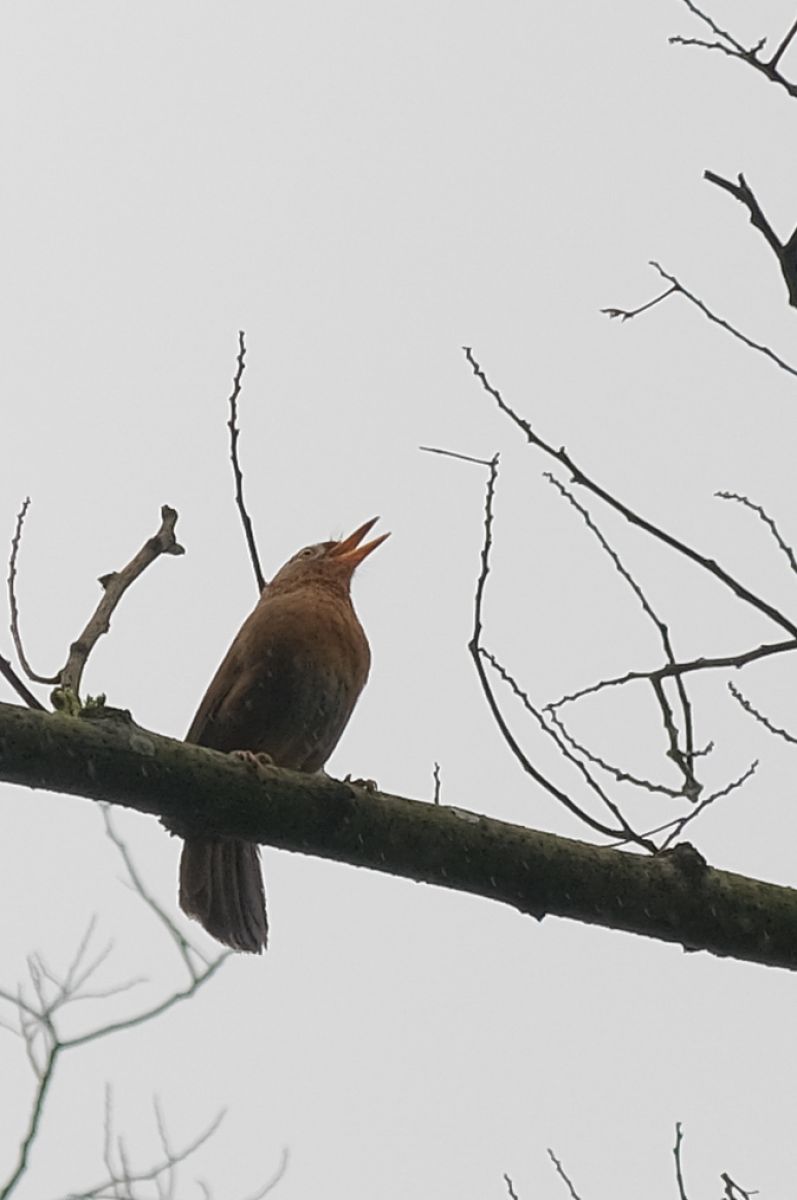 何の鳥? | GANREF