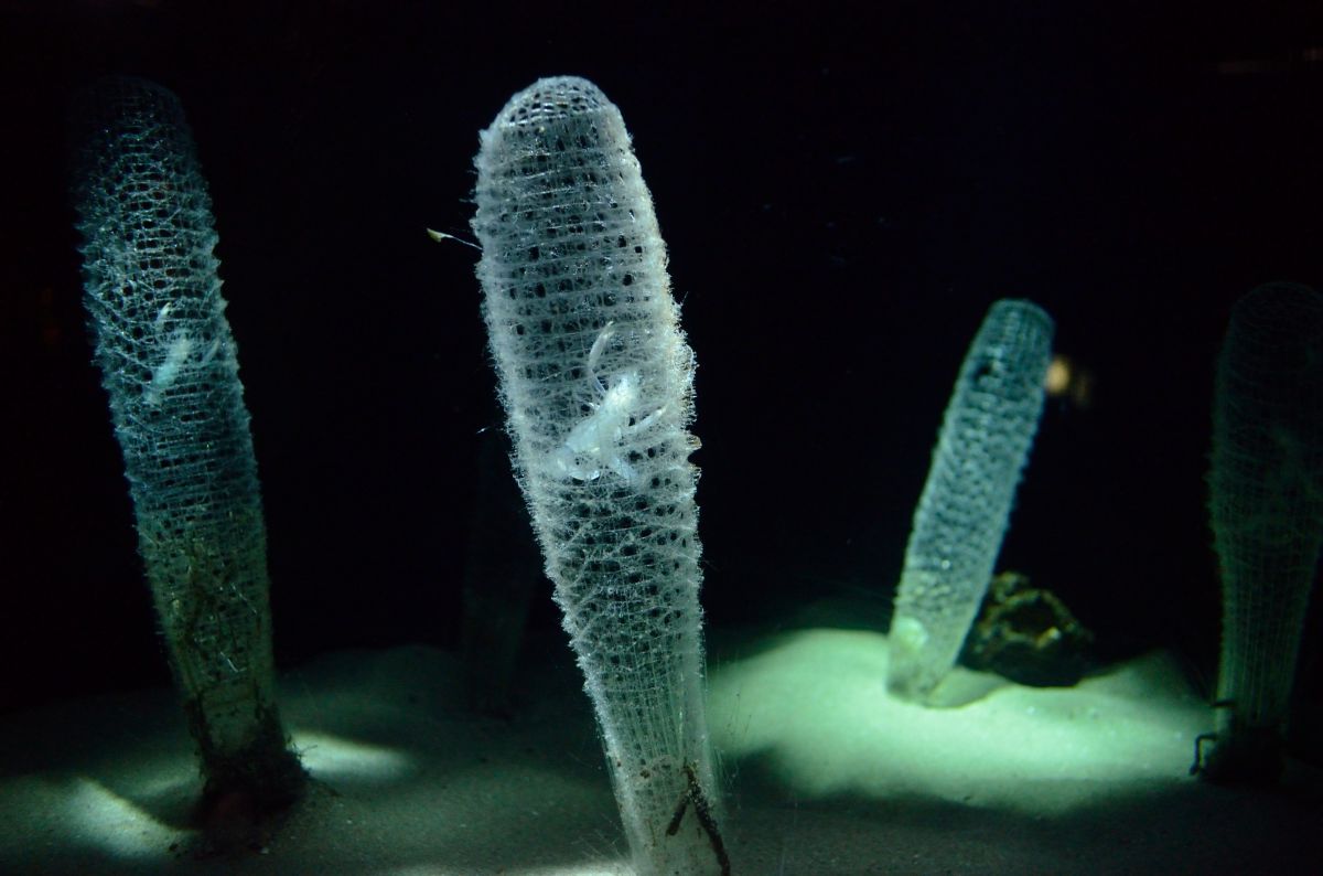1点物】極希少☆極美品カイロウドウケツ 縁起物 深海生物 25-30cm 標本
