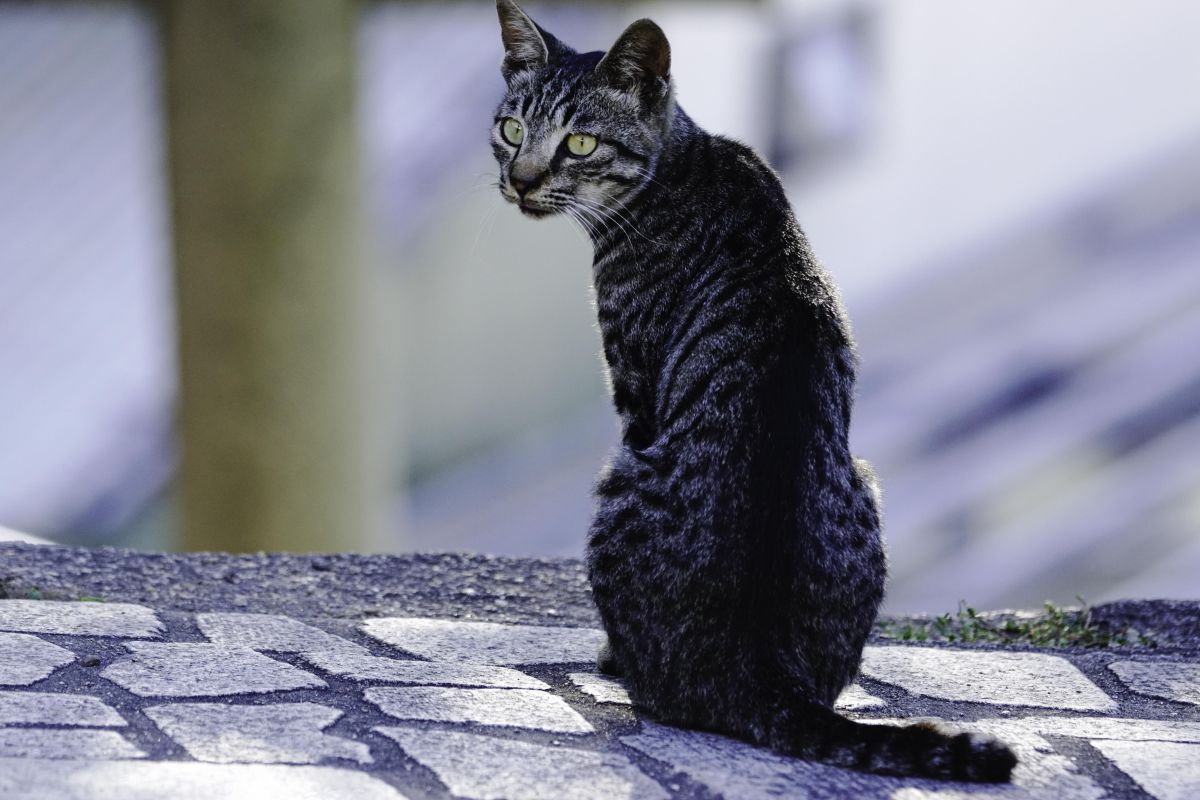 86c6bc3d28e403e80266c41ac1015d