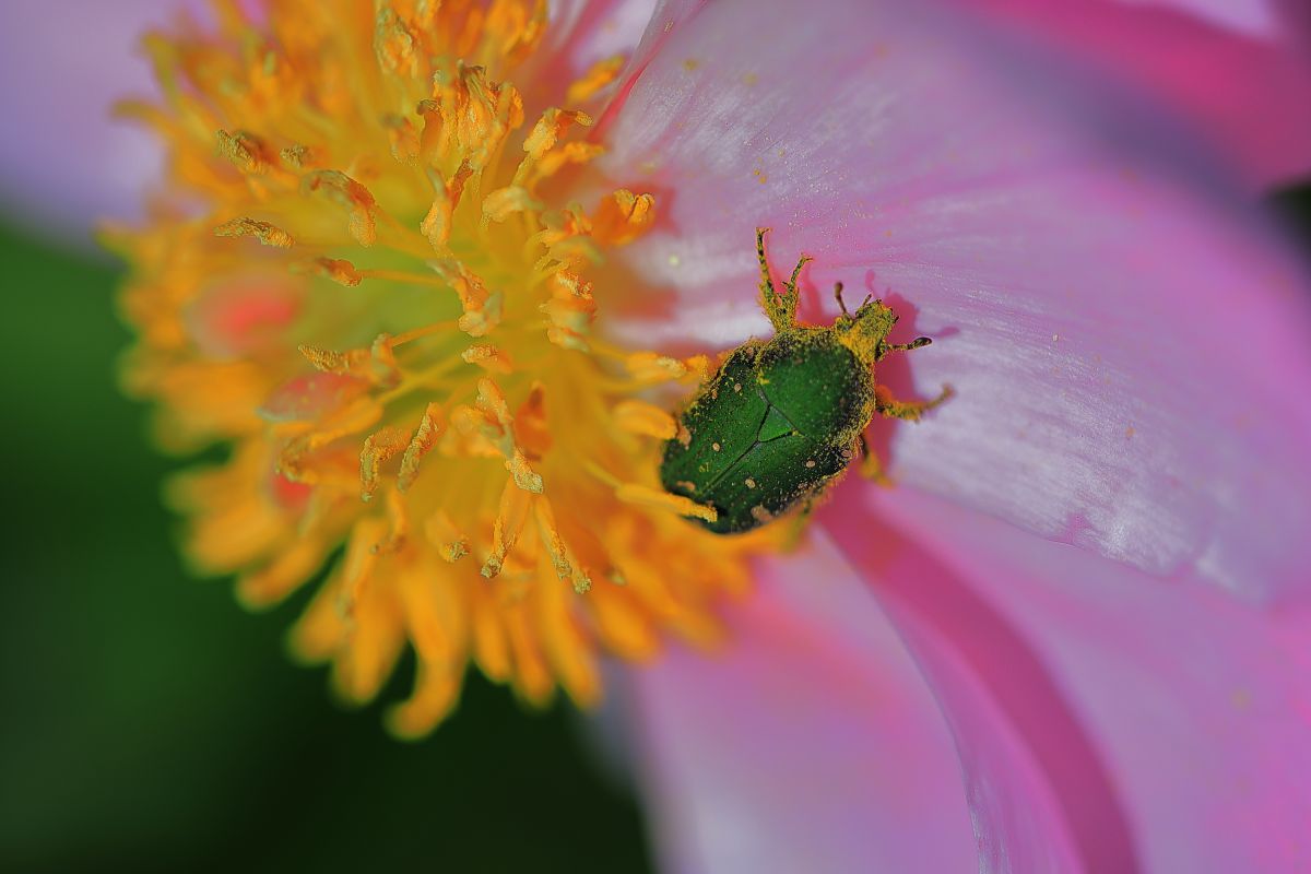 黄金虫は金持ちだ GANREF