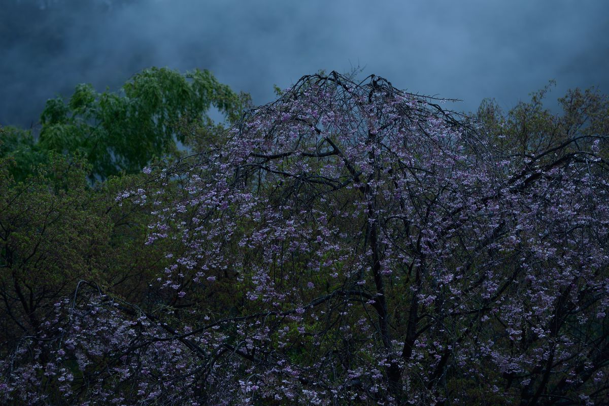 春雨 春雨 | GANREF
