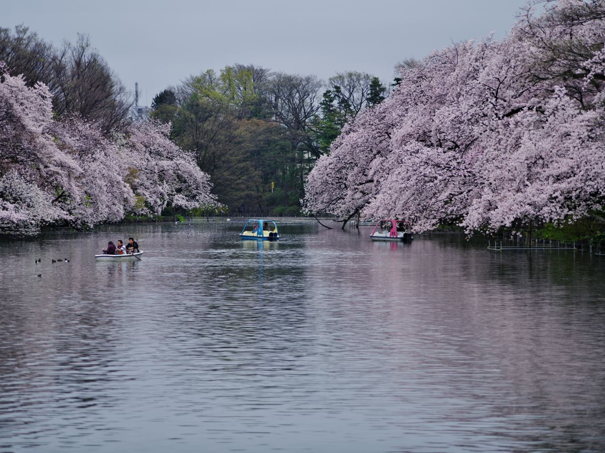 今日の井の頭公園 そのⅠ GANREF 今日の井の頭公園 そのⅠ GANREF