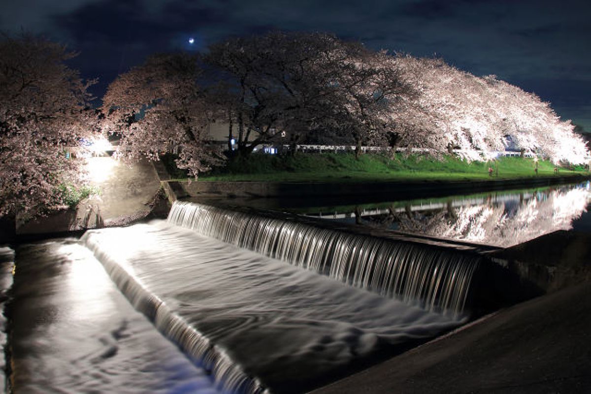 桜音羽 8K HDR】音羽川の桜 - YouTube