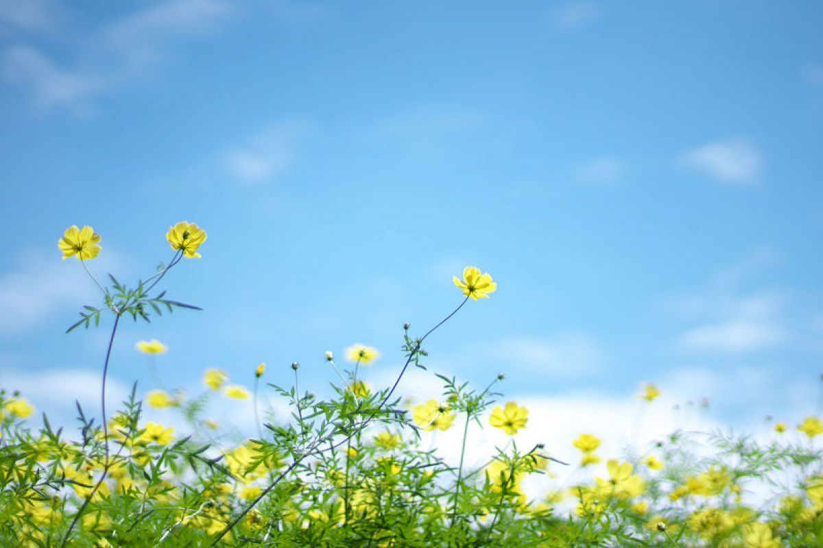 MDAwMDAwMzk3NQ_MC45MDcwNjIwMCA