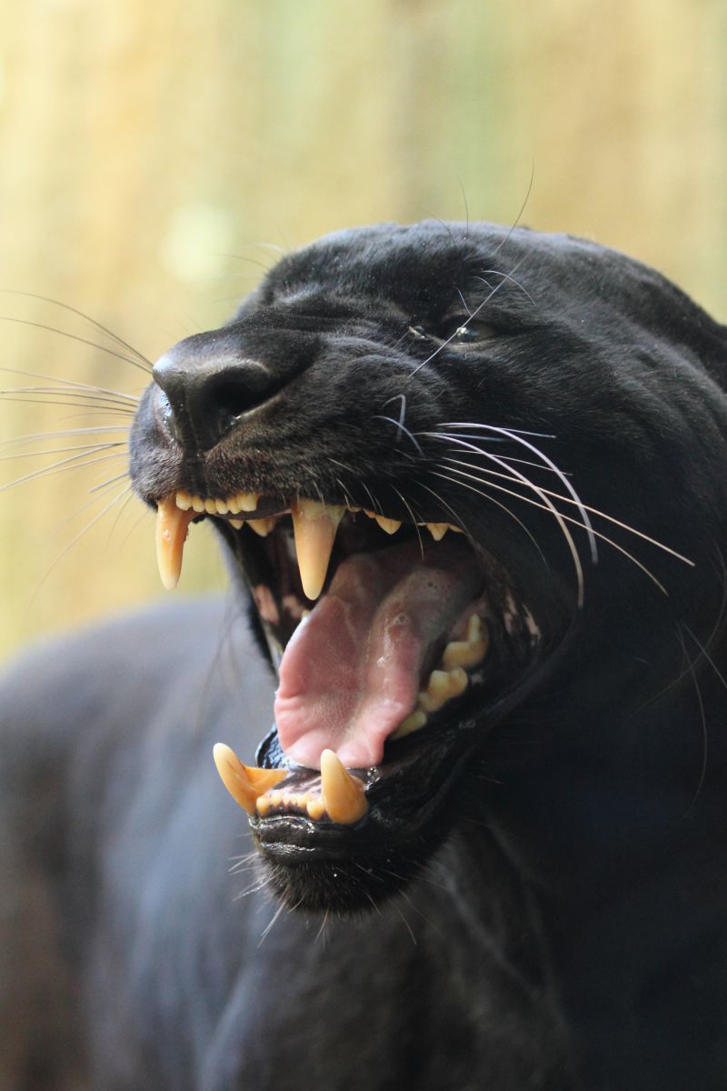 牙を剥く Ganref 牙を剥く Ganref