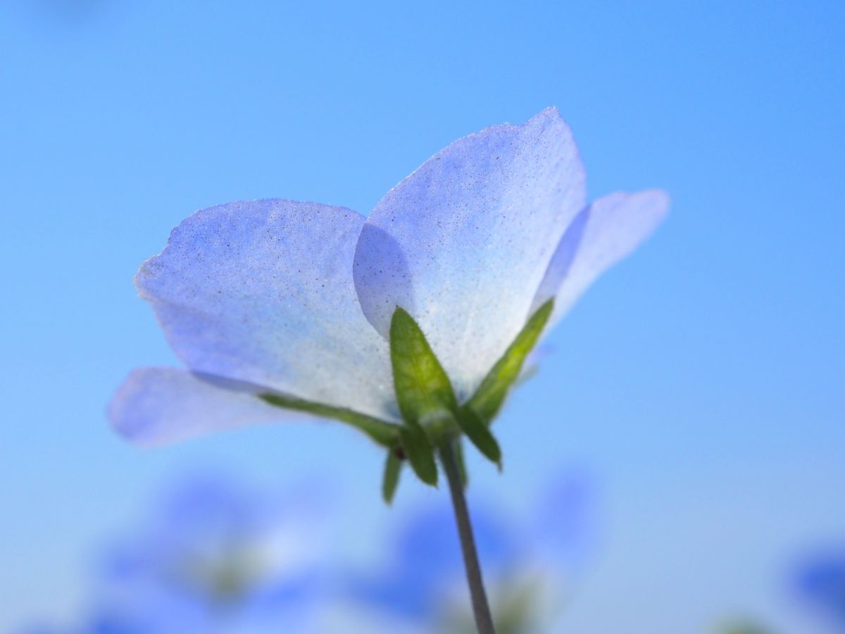 BLUE | GANREF