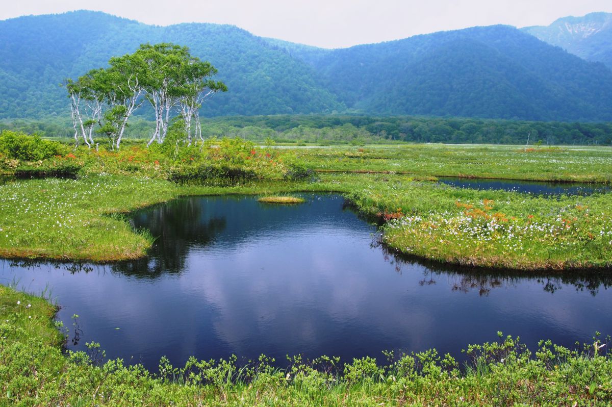 遥かな白銀の山々のふもとのサボテンのある風景 lotus-flower-benten-shinobazu-
