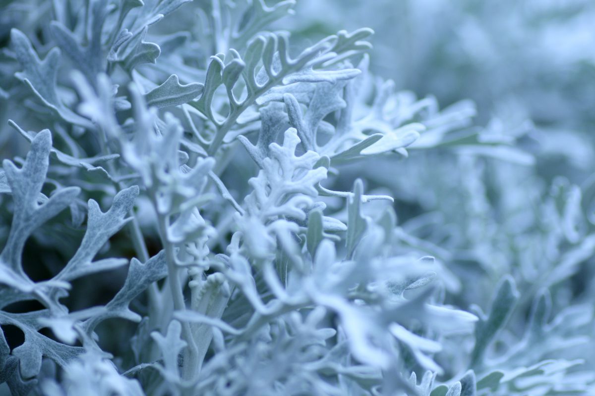 Silver Lace | GANREF