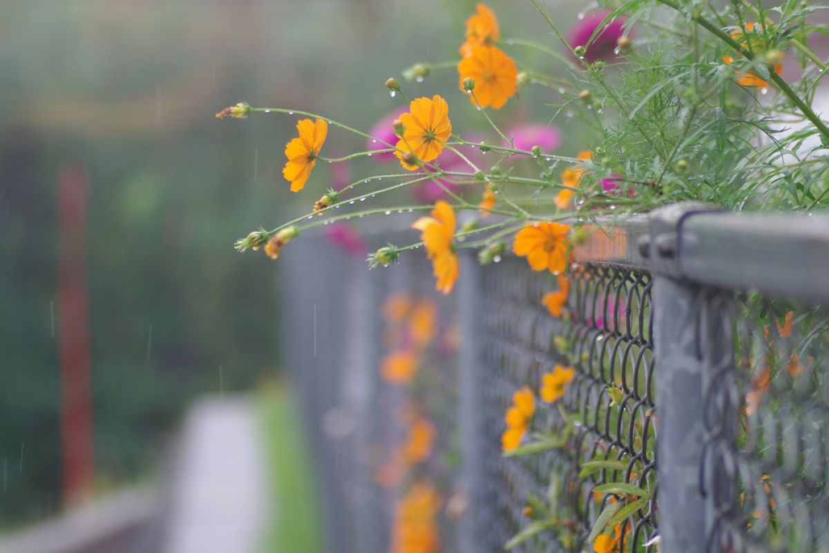 In the rain | GANREF
