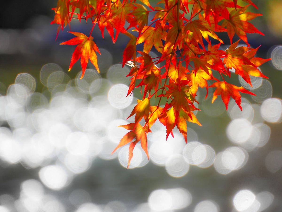 ギラ220 花鳥風月 紅葉 モミジ CBONE G889 ギラ220 花鳥風月 紅葉 モミジ CBONE G889 - メルカリ