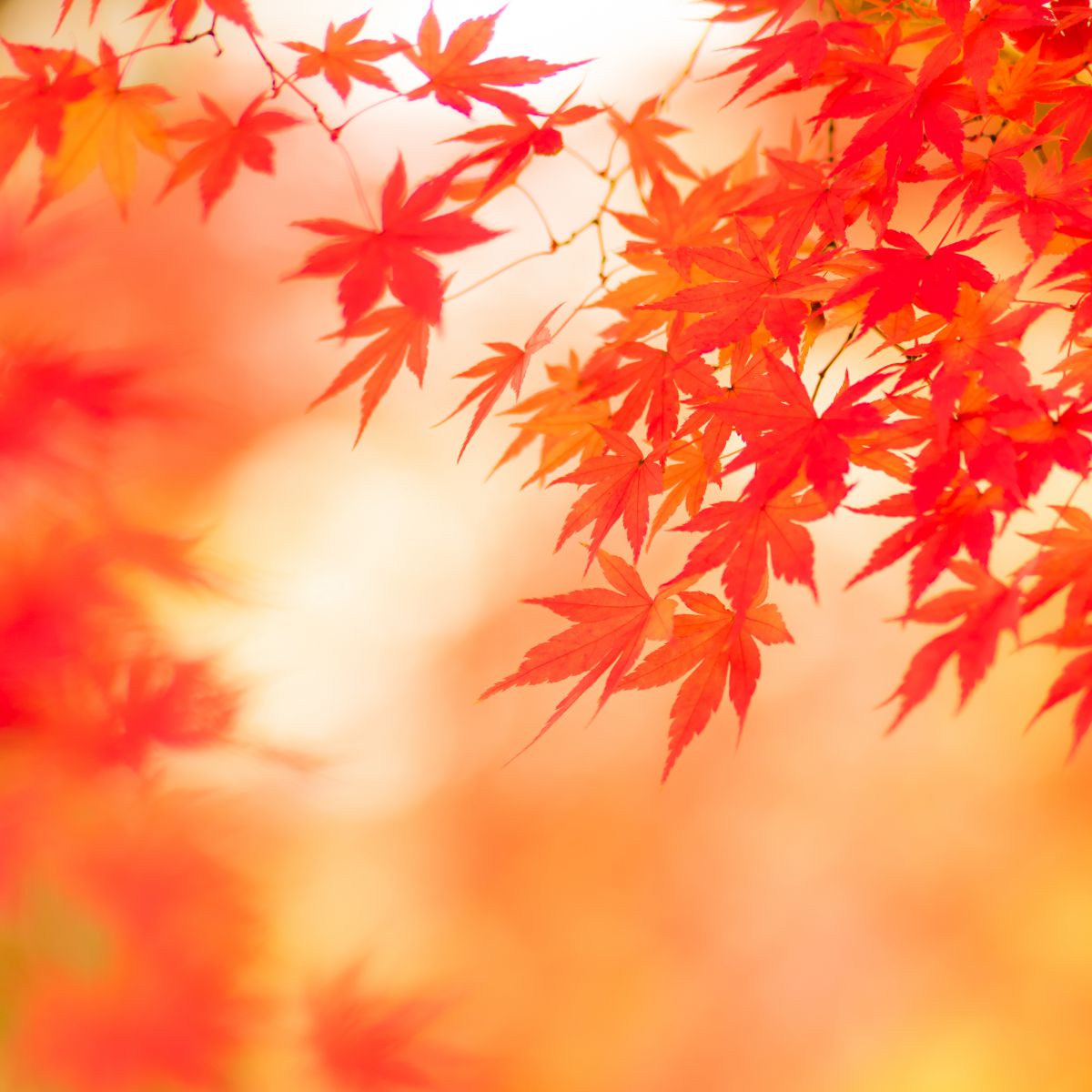 紅の豚　原画レプリカ GBL】紅の豚 ステッカー カーチス | どんぐり共和国そらのうえ店