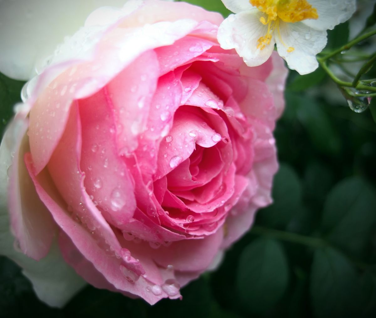 Rose Pink | GANREF