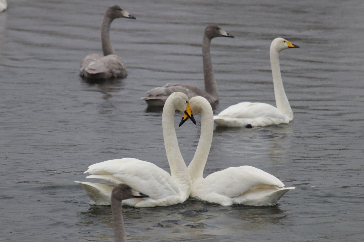 白鳥ハート Ganref