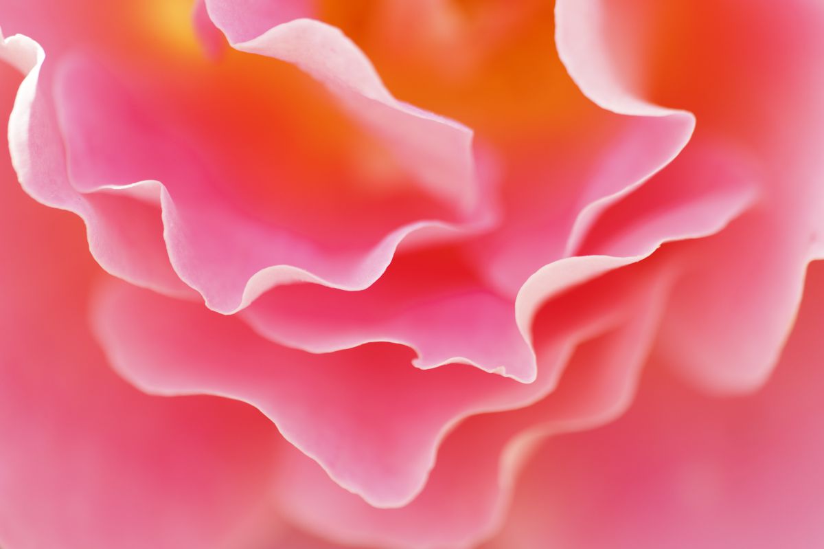 Rose Pink | GANREF
