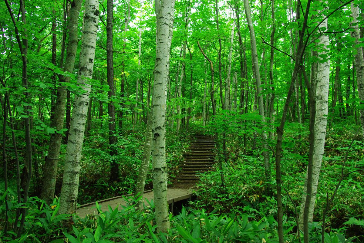 風景　森の小道 e4c367269d8bd2bce0781fbe0ecec3