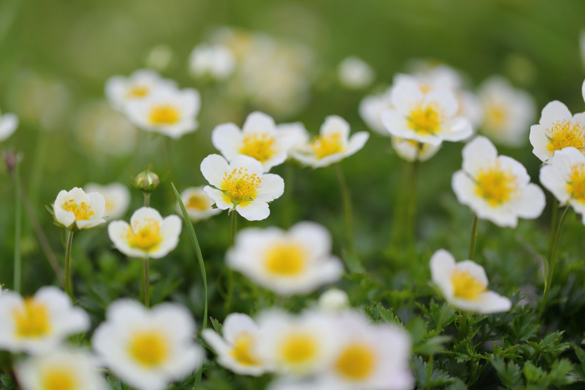 チングルマ Ganref