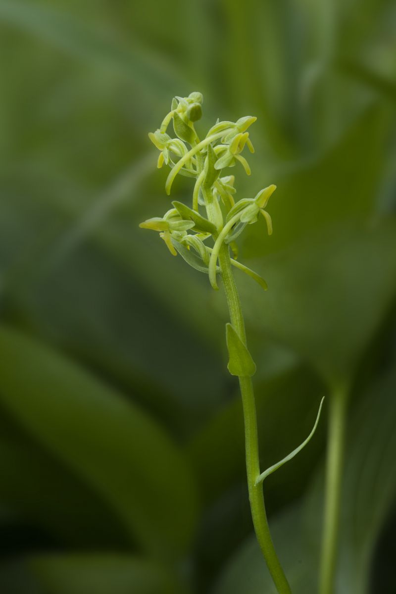 山野草　超希少　エゾツクモグサ　A 四季の山野草（エゾエンゴサク）