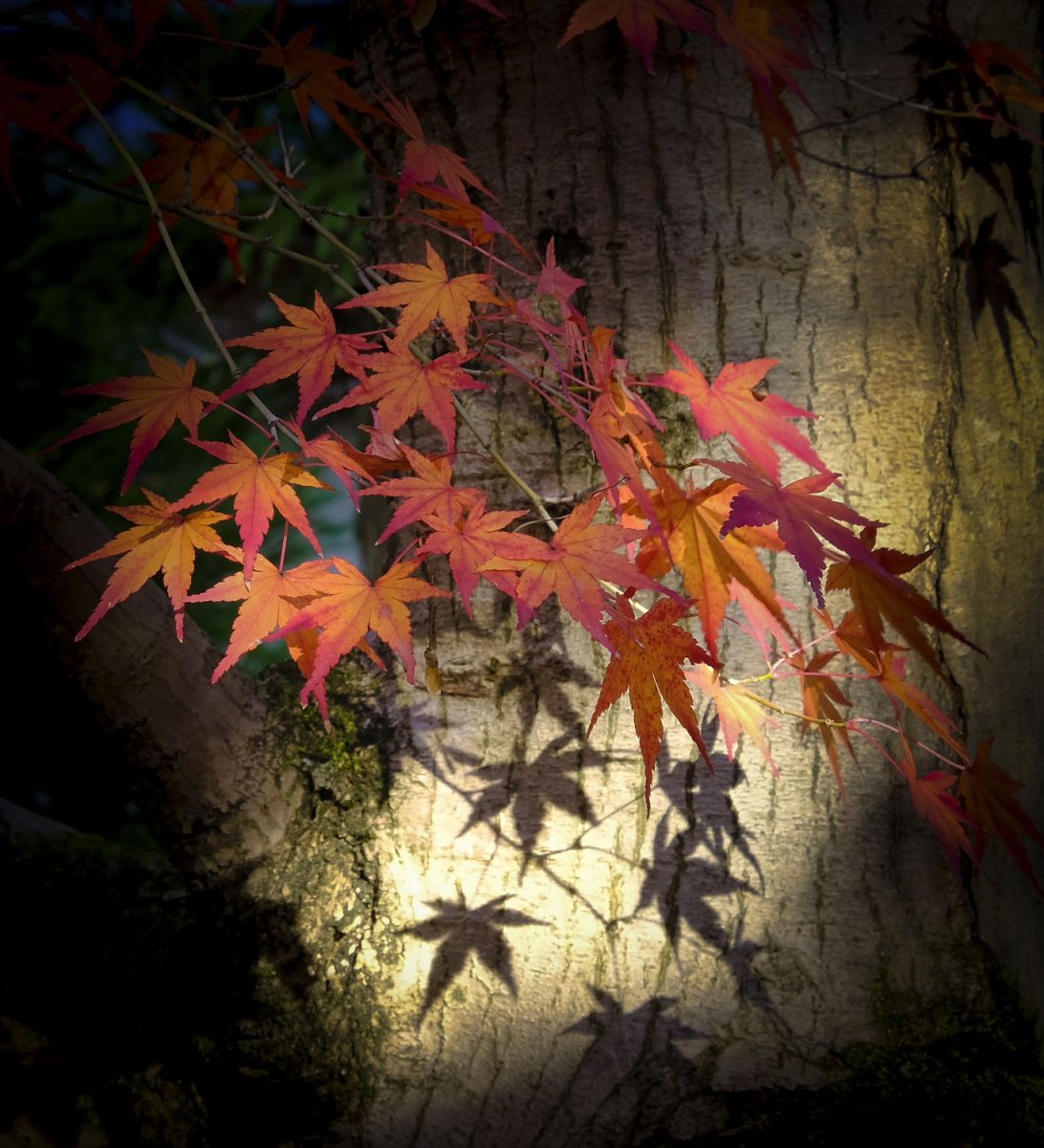 光と影 楽天市場】【24h限定！抽選で最大100％ポイント還元】ガーデン