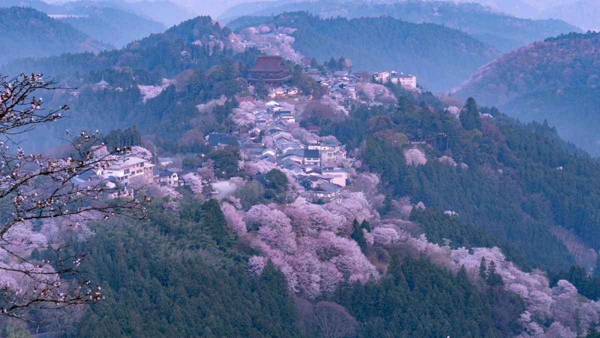 金峯山寺桜道 | GANREF