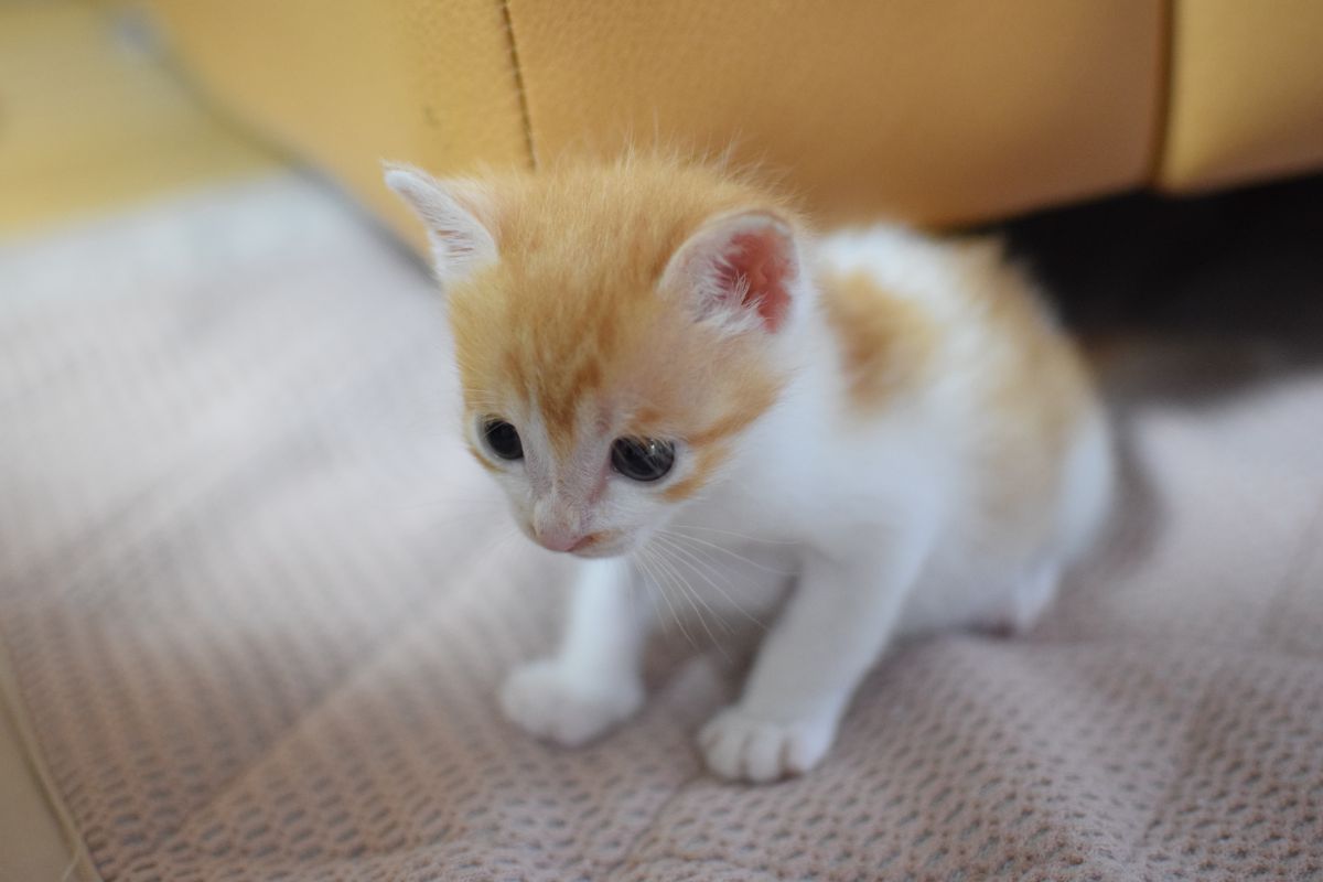 ちび猫 にゃー | GANREF