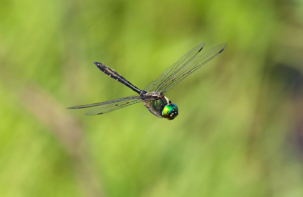 ハゴロモモミジ　トンボ c3c8712ba91e4fc43597dc1b23dabe