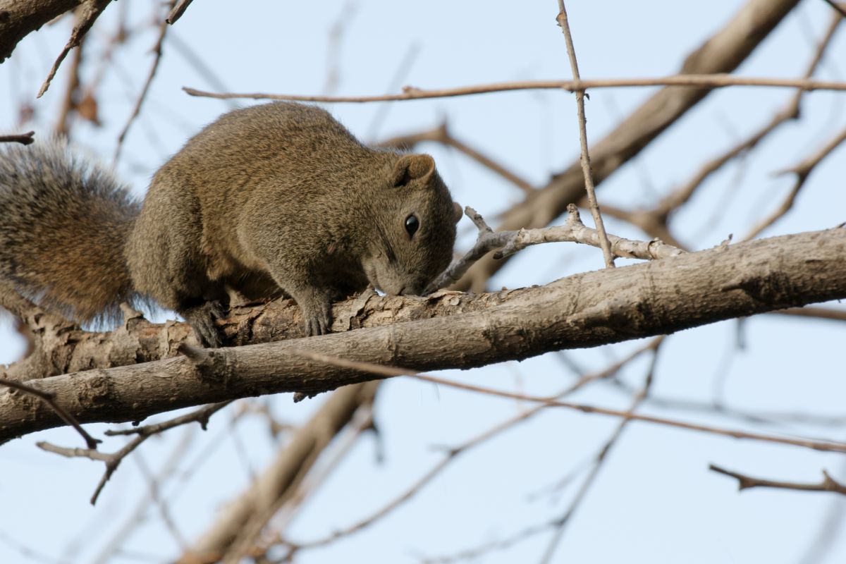 野生のリス Ganref