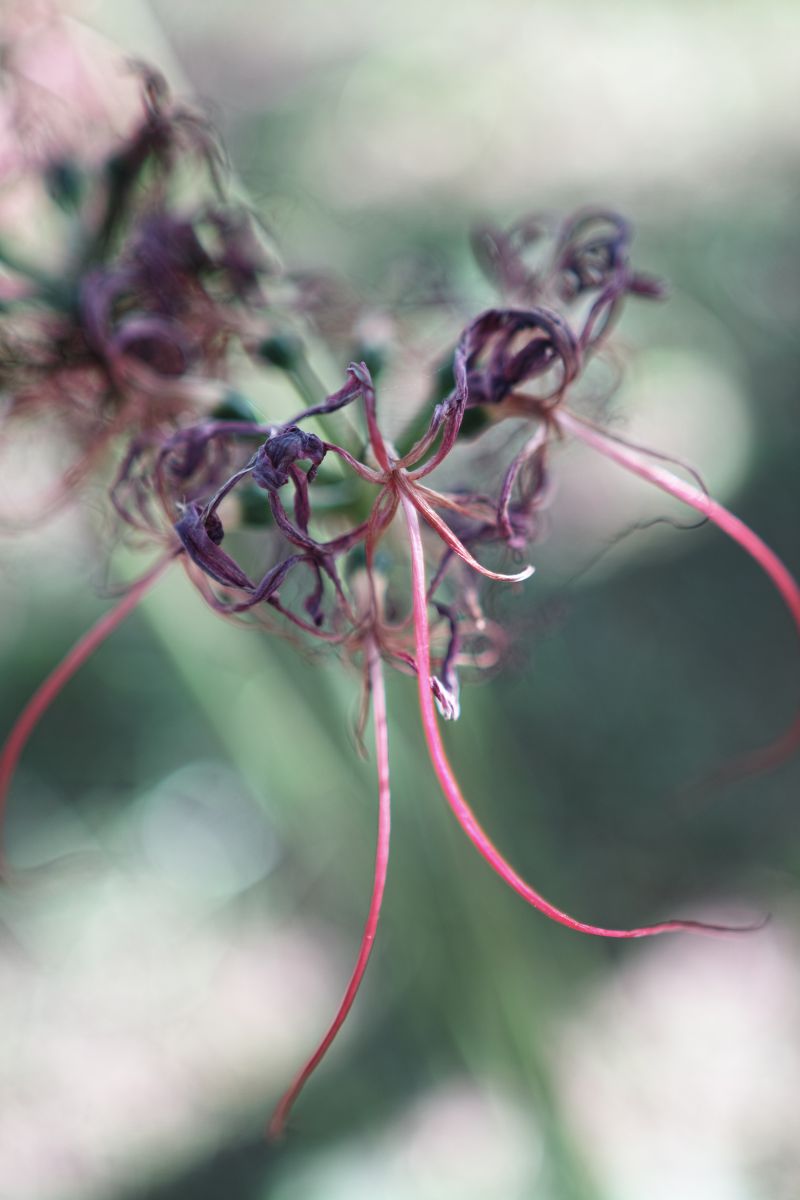 But Beautiful | GANREF