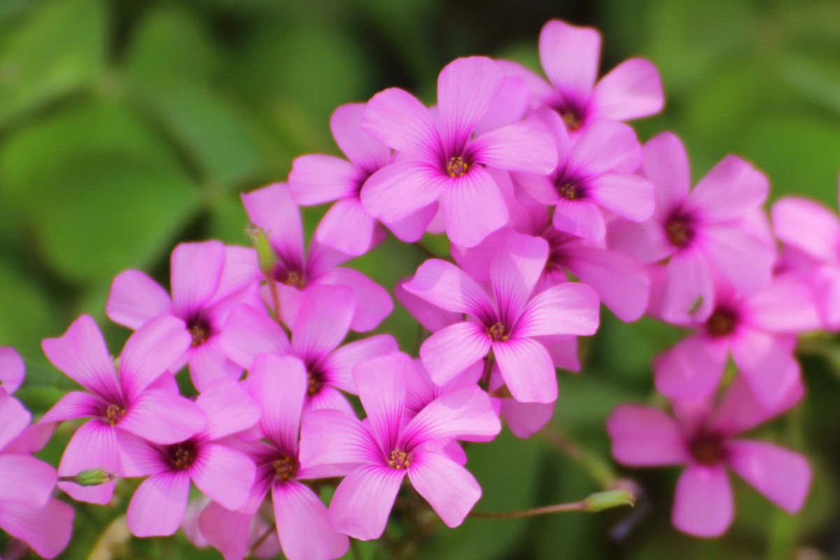 名古屋帯 花柄 カタバミ 植物 鏡草 可愛い 黒地 手描き NO-850 名古屋帯 花柄 カタバミ 植物 鏡草 可愛い 黒地 手描き NO-850