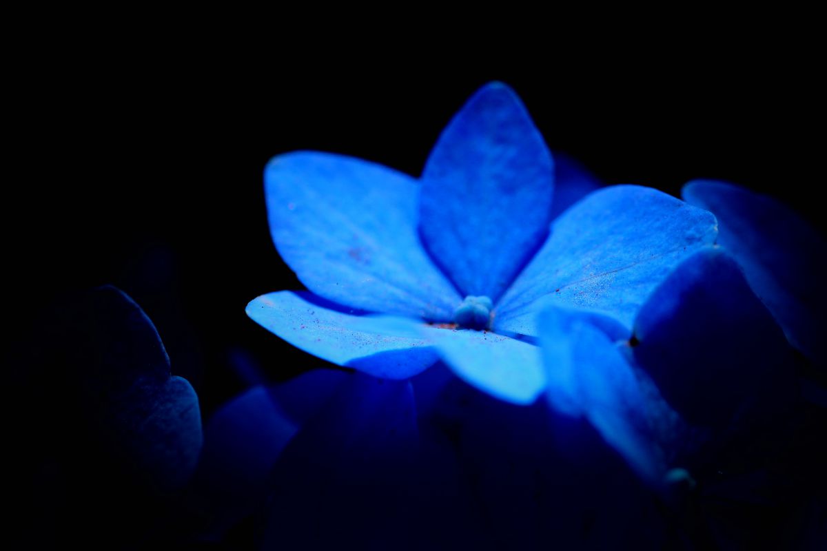 Blue light | GANREF