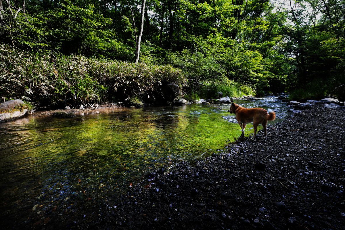 a green flow | GANREF