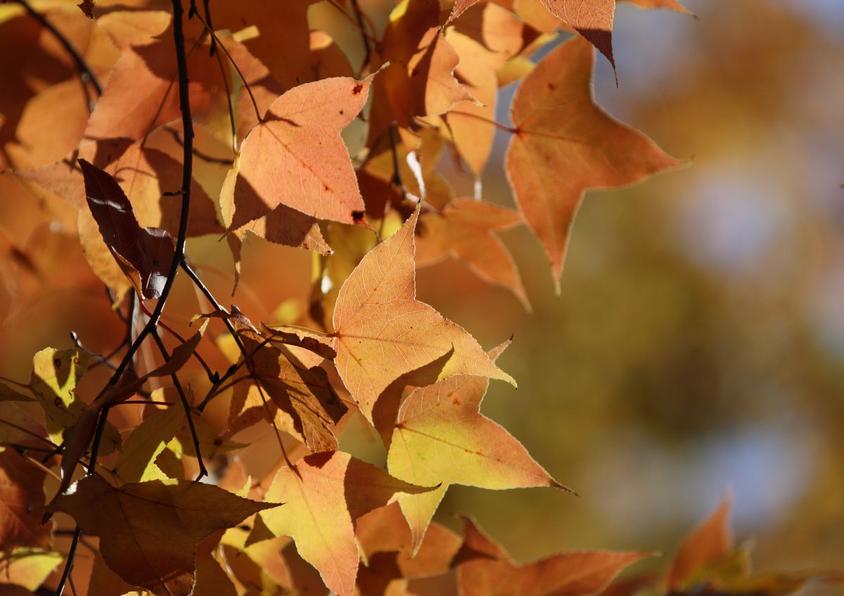 Leaf of autumn | GANREF
