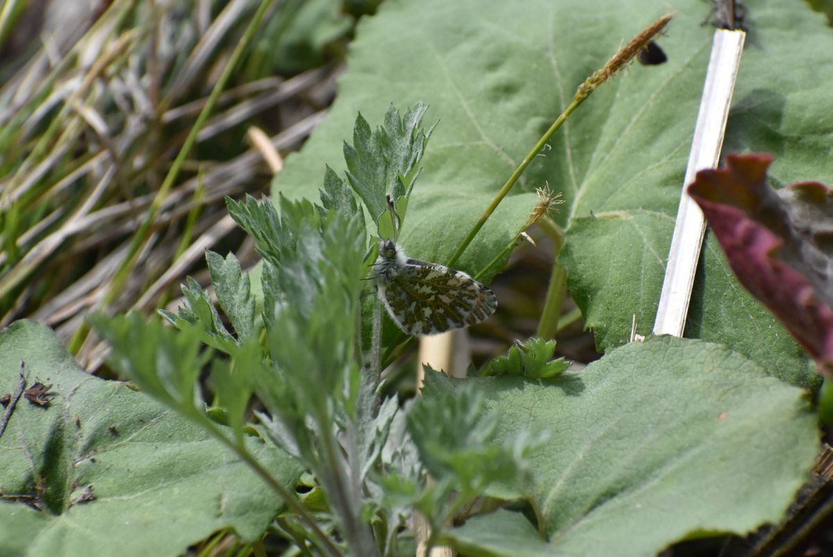 忍法雲隠れの術 Ganref