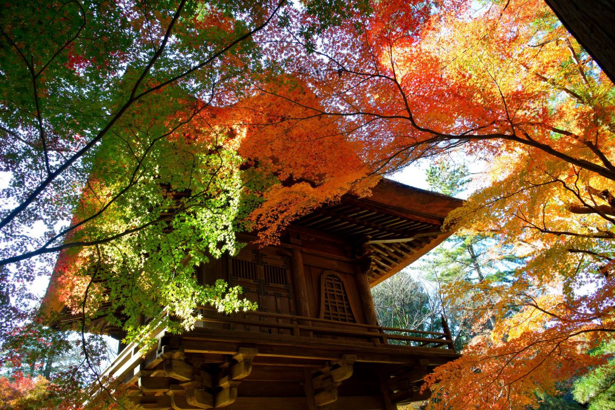 紅葉七変化 | GANREF