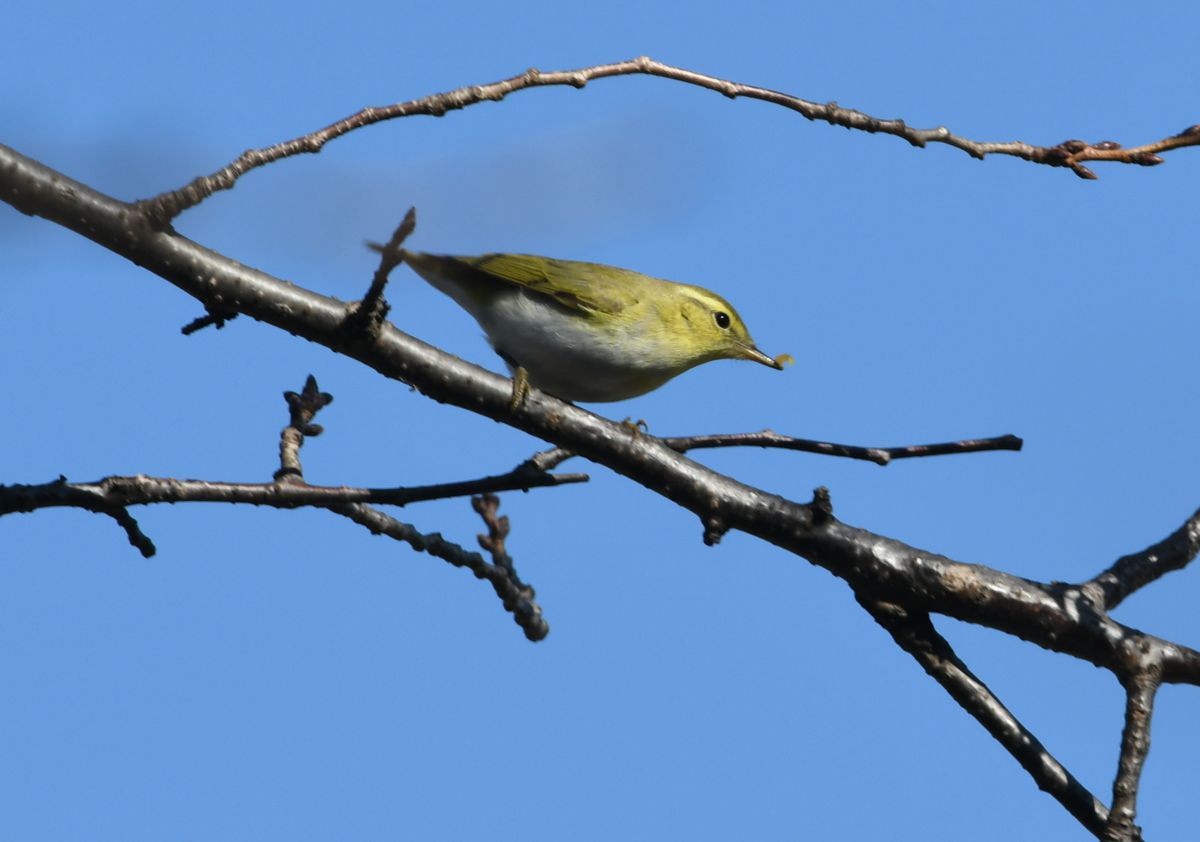 モリムシクイ GANREF