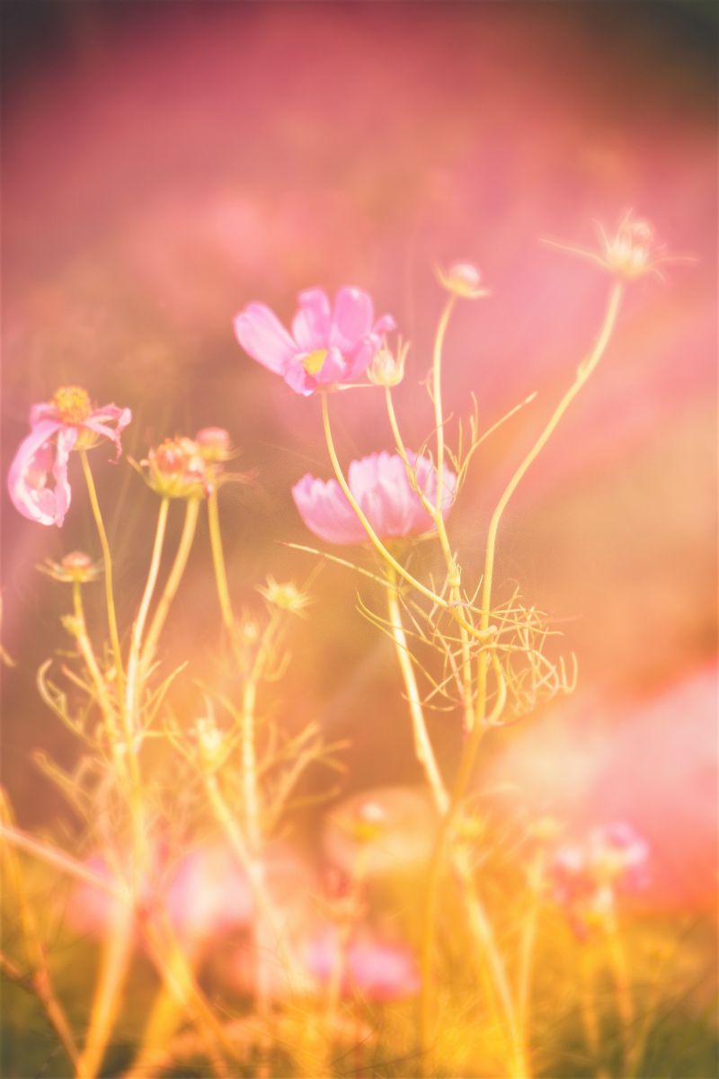 Flowers in the Dirt GANREF