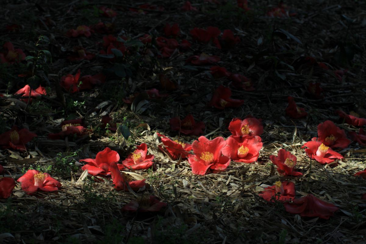 すべての花の画像 ラブリー椿 落ちる 不吉