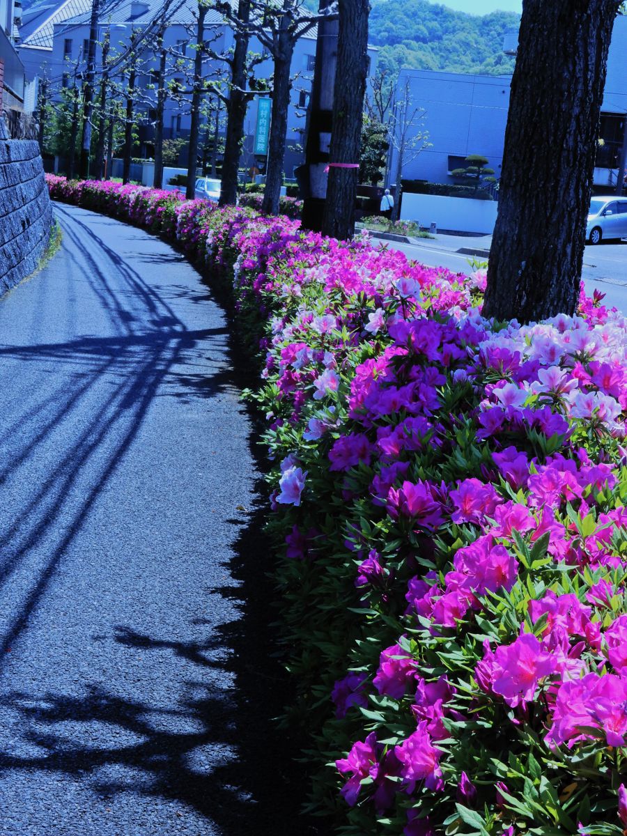 ツツジの咲く頃(フレーム付き) 街路樹のつつじ | GANREF