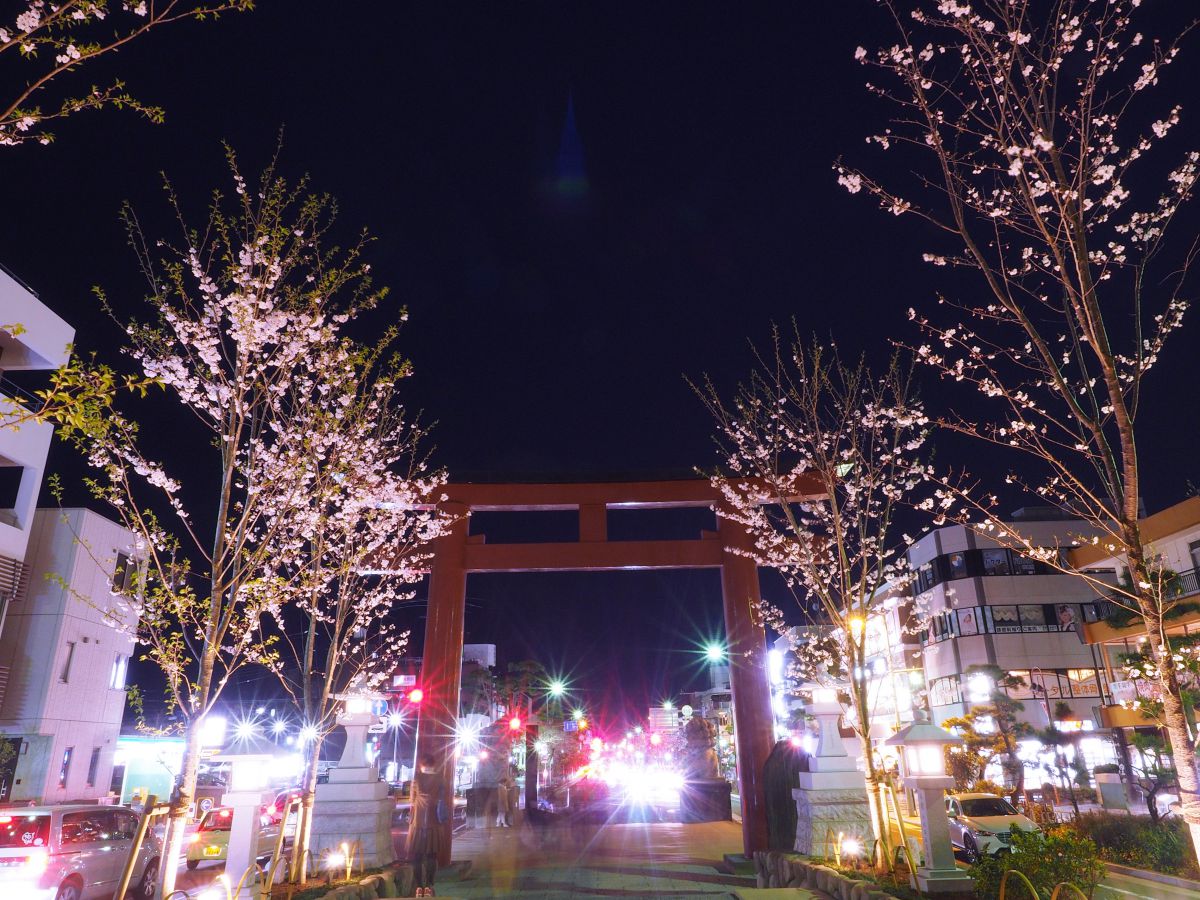 新装 段葛 GANREF