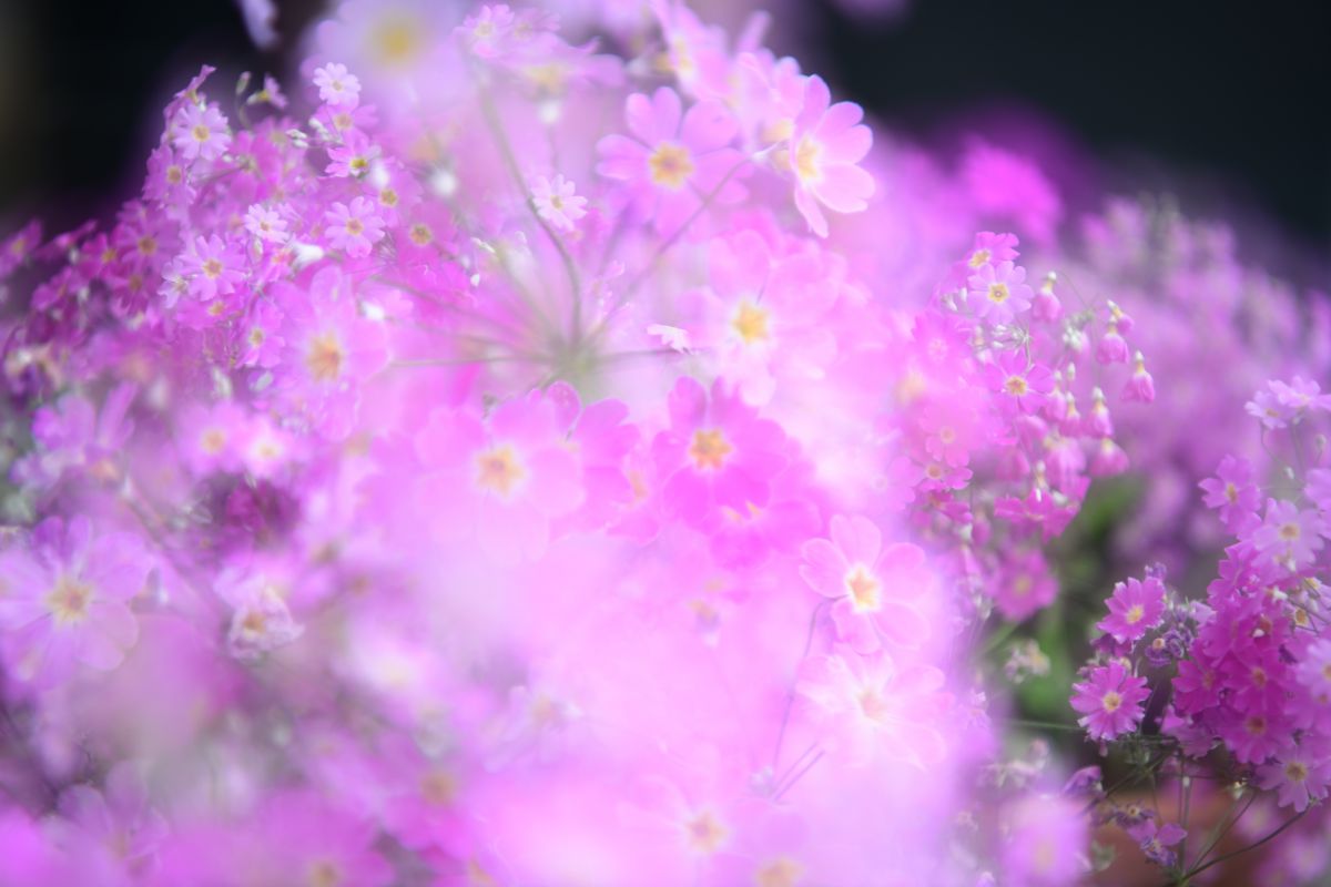 可愛いお花見付けた 自然 風景 その他 Ganref 可愛いお花見付けた 自然 風景 その他 Ganref