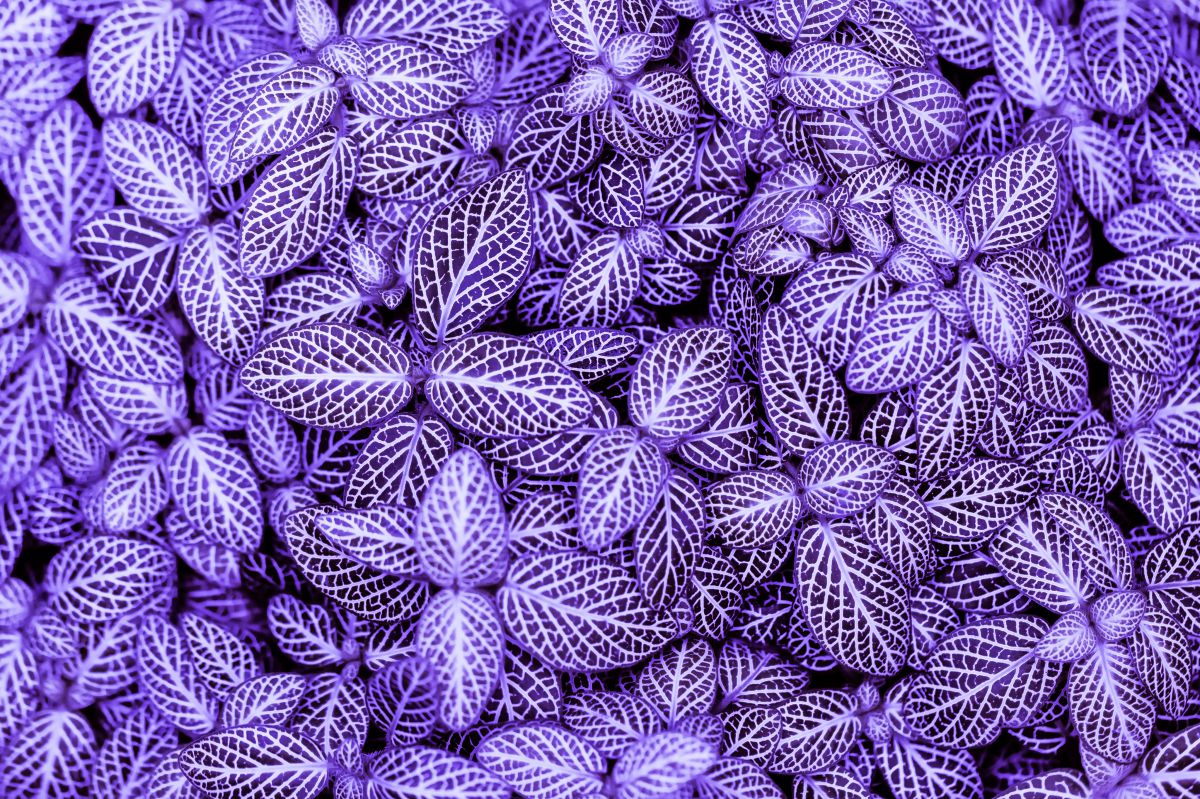 Purple leaves | GANREF
